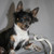 honden foto van ansjeela