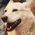 honden foto van puckcherry