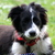 honden foto van Martijn