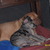 honden foto van Sanne
