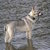 honden foto van lia van dijk