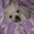 honden foto van cynthia