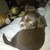 honden foto van natalie