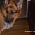 honden foto van hertha kiona