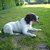 honden foto van Ann
