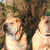 honden foto van Angelica