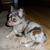 honden foto van Joda Krieltje en Bertha