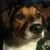 honden foto van nathalie