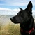 honden foto van Katja