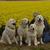 honden foto van tatra