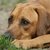honden foto van Denise