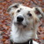 honden foto van SilkiTony