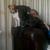 honden foto van jennifer-louise