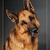 honden foto van Wolves