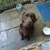 honden foto van Frederico & Labrador Veno