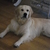 honden foto van mariska