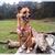 honden foto van Yara