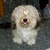 honden foto van Josephine