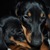 honden foto van Angelina