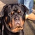 honden foto van Ann 