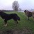 honden foto van Ger 