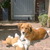 honden foto van Celine & Bailey