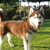 honden foto van iwan bronckaetrs