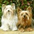 honden foto van anita