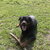 honden foto van caesar