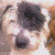 honden foto van naomi
