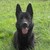 honden foto van marc