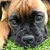 honden foto van Rayo&Cooper-Boxers