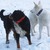 honden foto van SAM & MICK