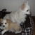 honden foto van San Roeltje en Femmie