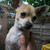 honden foto van Chantal