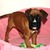 honden foto van Nathalie laenen