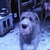 honden foto van chelsea