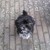honden foto van Bonnie