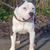 honden foto van Jaimy+Noah+King