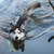 honden foto van barbara