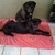 honden foto van jeandre