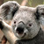 honden foto van kaity-lynn