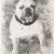 honden foto van Katoo