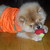 honden foto van Jessica