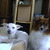 honden foto van Laura&Lucy