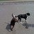 honden foto van Ram en Joery