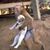 honden foto van @GestolenDieren