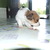 honden foto van Sandra & Saar