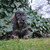 honden foto van Niekje,Juno en Zoë