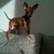 honden foto van Elly